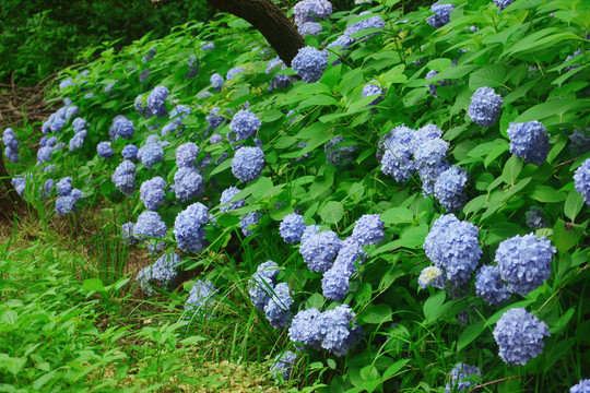 蓝色绣球花