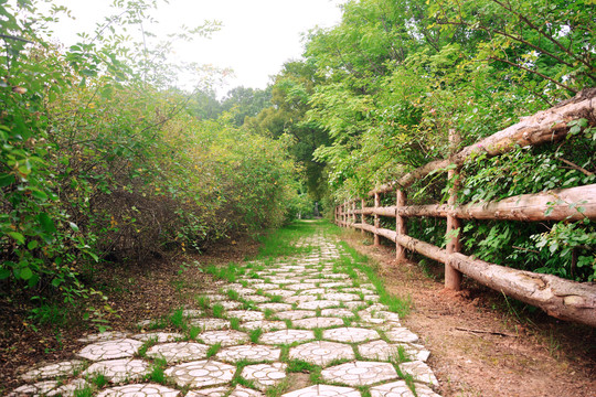 林荫小路