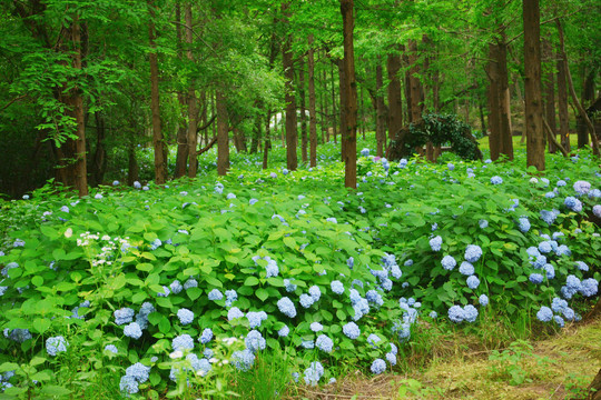 田园绣球花