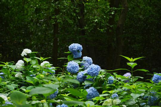 繡球花叢