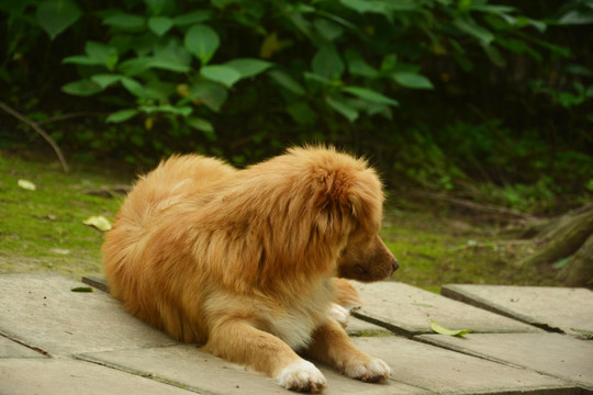 田园犬