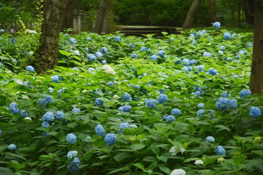 绣球花丛