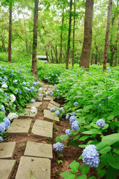 林间花路