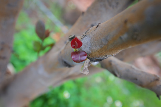 茶花嫩芽