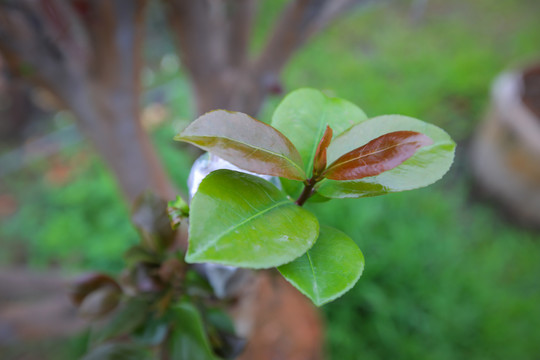 茶花盆栽