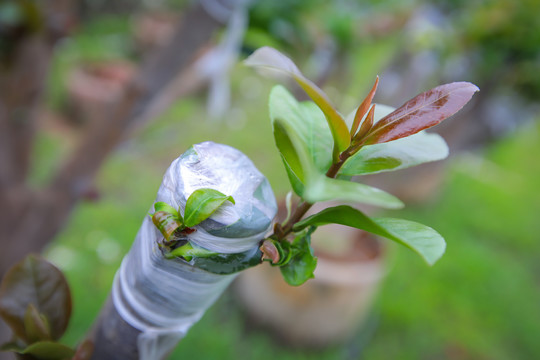 茶花盆栽