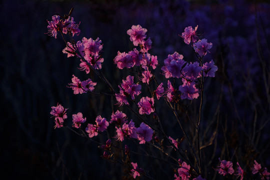 杜鹃花