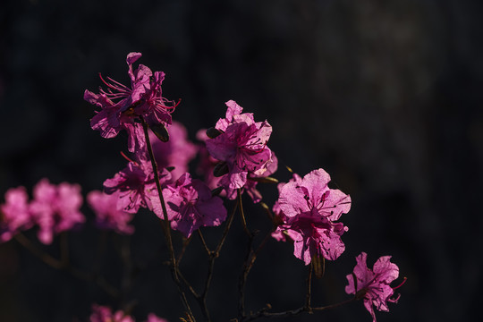 杜鹃花