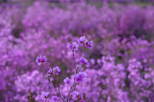 杜鹃花