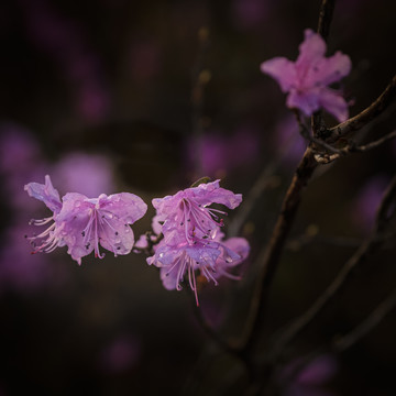 杜鹃花