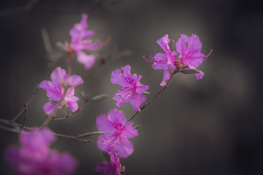 杜鹃花