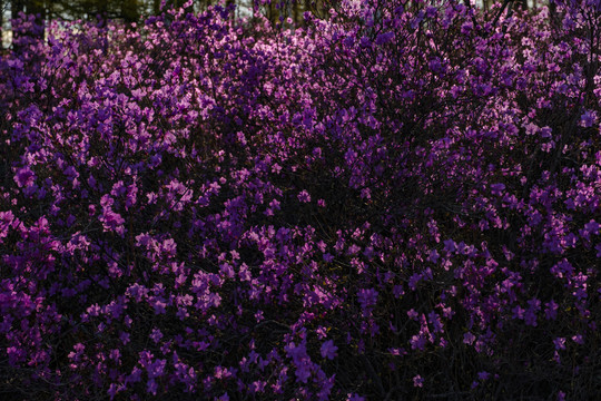 杜鹃花