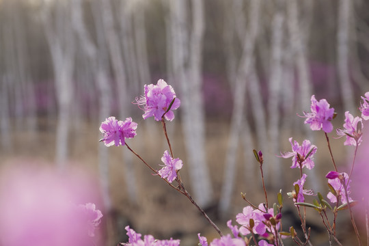 杜鹃花和白桦树