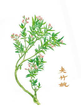 夾竹桃