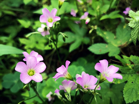 红花酢浆草