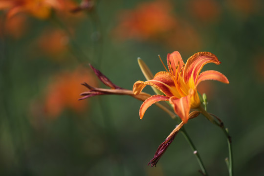 黄花菜种植