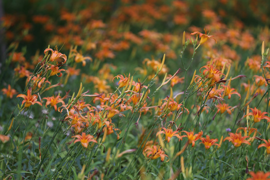 黄花菜种植