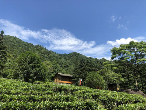 绿茶红茶龙井茶茶园