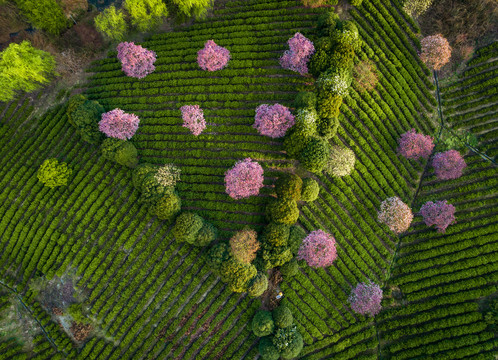 茶园旅游