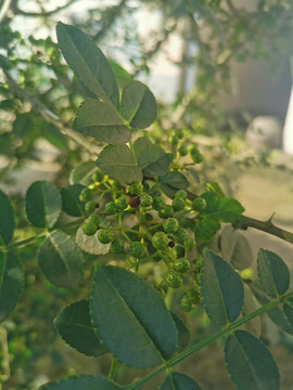 花椒树