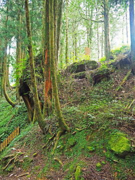 台湾阿里山原始森林