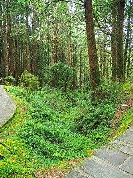 台湾阿里山原始森林