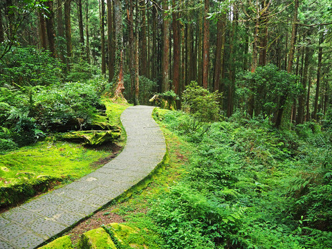 台湾阿里山原始森林