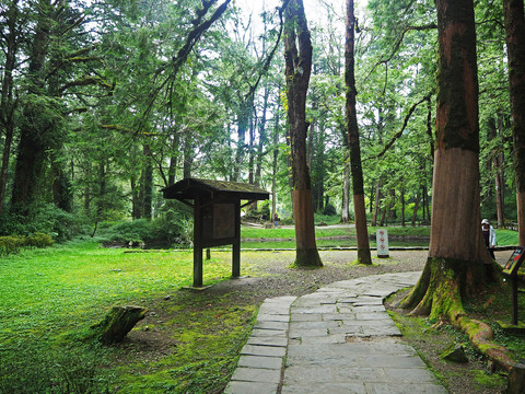 台湾阿里山原始森林