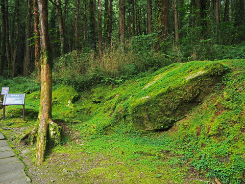 台湾阿里山原始森林