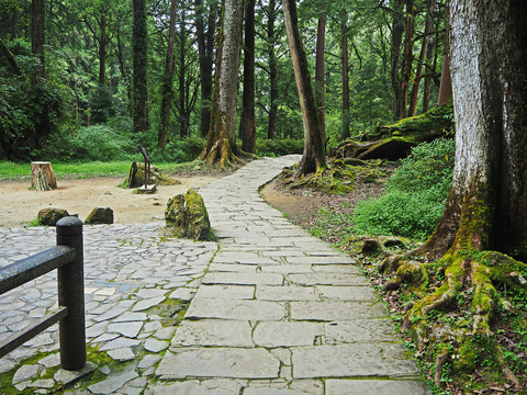 台湾阿里山原始森林