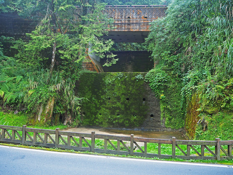 台湾阿里山原始森林