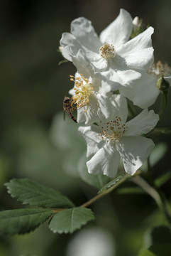 野蔷薇花