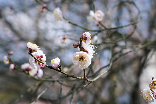 梅花花枝