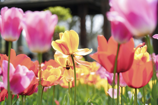 郁金香花