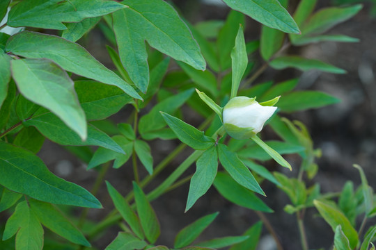 白色芍药花