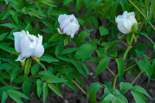 白色芍药花