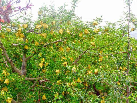 苹果树