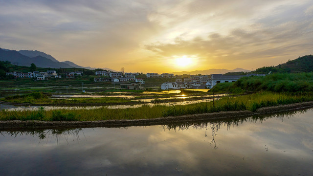 中峰稻田一