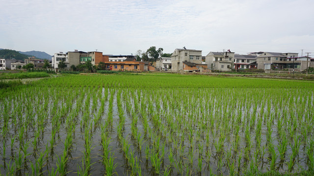 中峰中原六