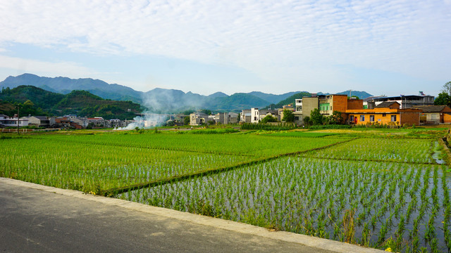 中峰中原贡米基地