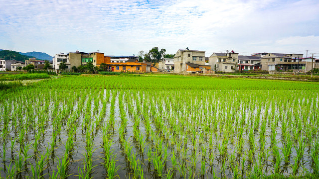 中峰稻田