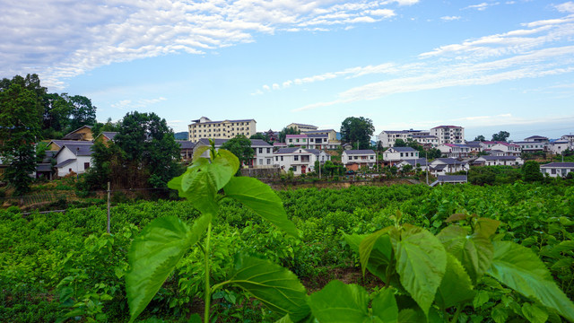 龙坝桑葚八