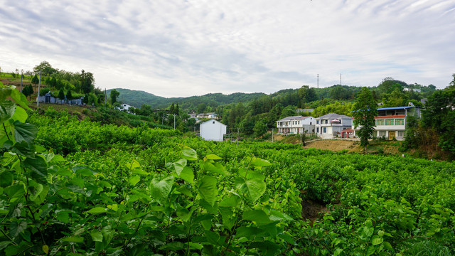 龙坝桑葚三