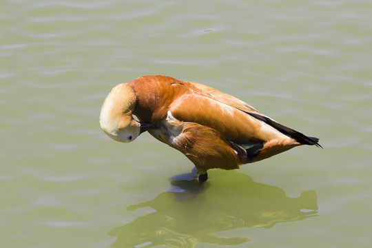 整理羽毛的赤麻鸭