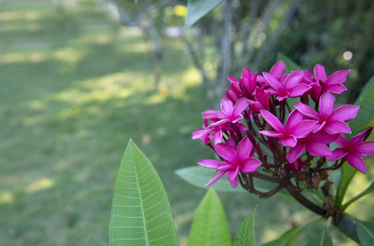 蛋黄花