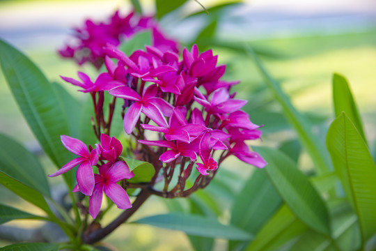 红鸡蛋花