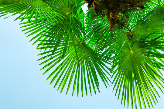 棕榈树叶背景