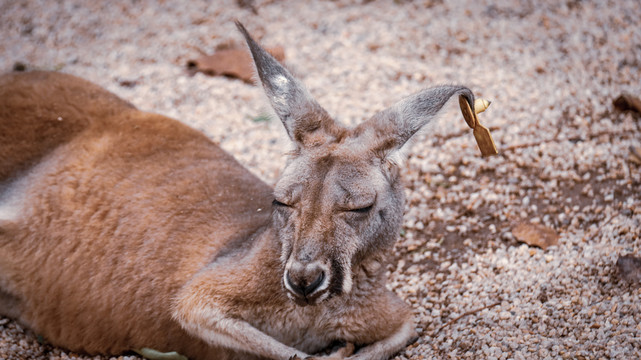 動物園袋鼠