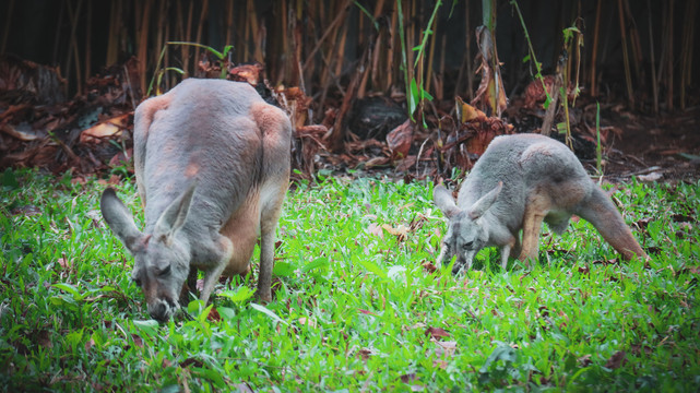動物園袋鼠