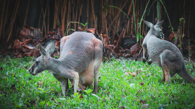 動物園袋鼠